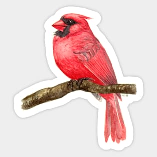 Cardinal bird watercolor Sticker